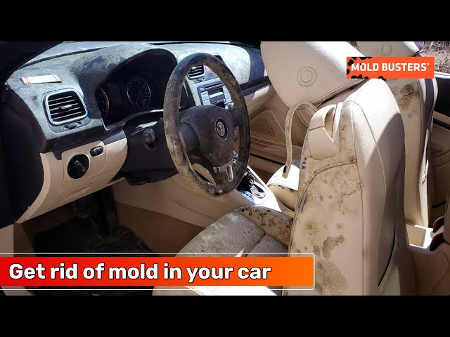 Car Mold Professional Car Mold Removal Services