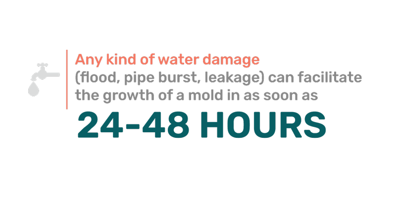 Fact 24-48 hours to Mold Growth