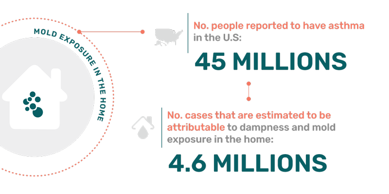 Fact Mold Exposure in Homes