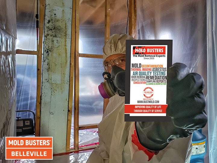 Elimination de la moisissure à Belleville