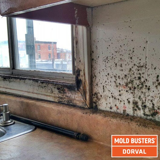 kitchen mold growth