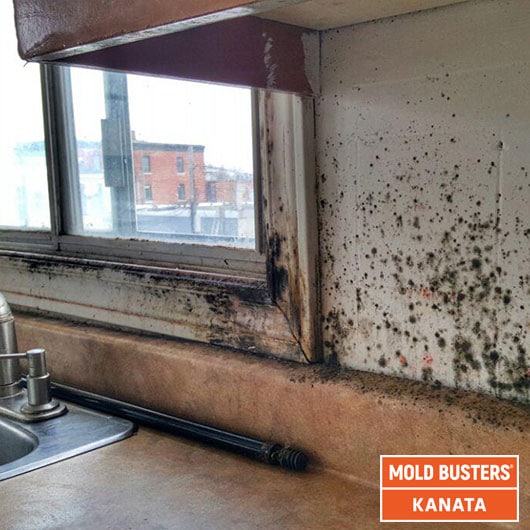 kitchen mold growth