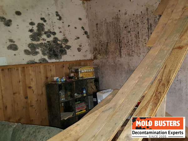 Mold as odour source
