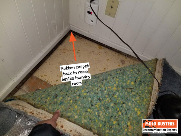 Mold inspection report Ottawa