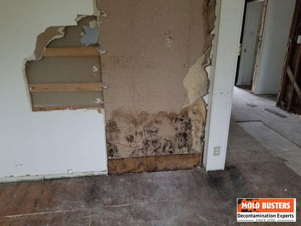 Mold observed home inspection Ottawa