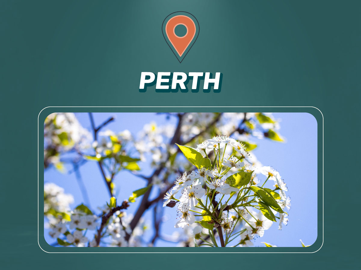 Elimination de la moisissure à Perth