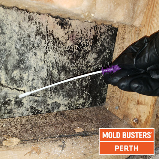 mold testing