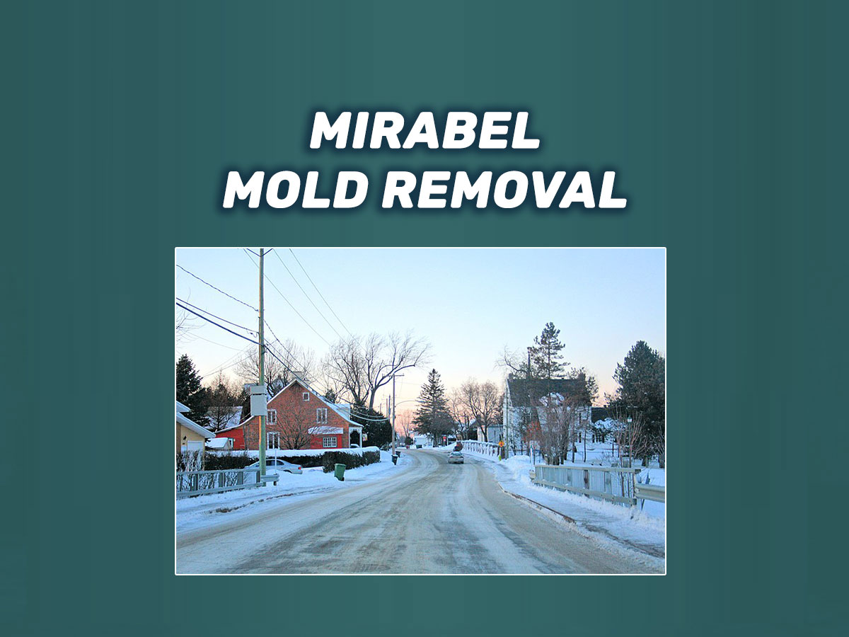 mirabel Mold Removal