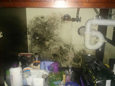 Mold and Mildew Mold and Mildew