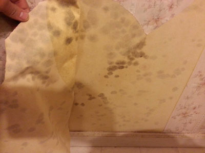 Mold on Wallpaper in Ottawa Mold on Wallpaper in Ottawa