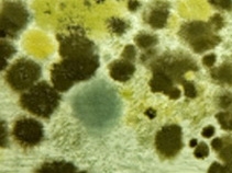 Effects of Mildew in Gatineau Effects of Mildew in Gatineau