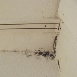 black mold spread in building