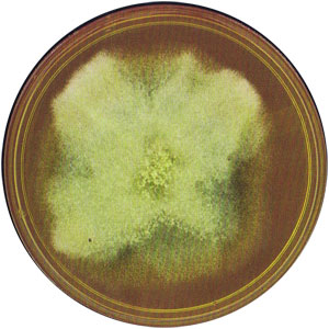 Alternaria