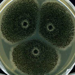 Aspergillus carbonarius observation