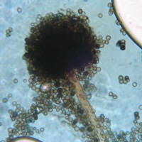 Aspergillus carbonarius