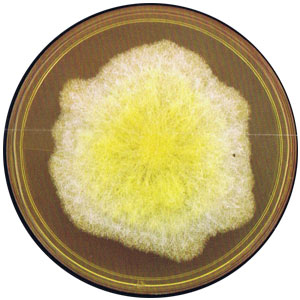 Fusarium