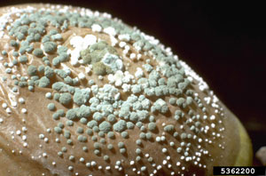 Penicillium expansum