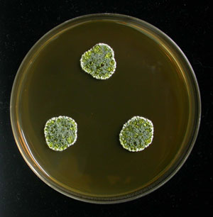 Penicillium glandicola