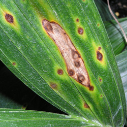 Bipolaris on leaf