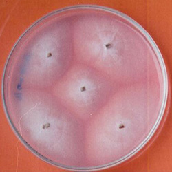 Geotrichum candidum culture