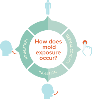 Toxigenic reactions to mold