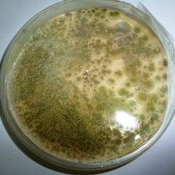 Culture d’Aspergillus flavus