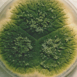 Aspergillus flavus parasiticus