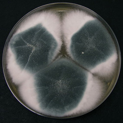 Aspergillus fumigatus