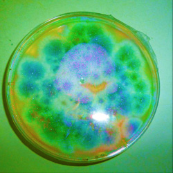 Aspergillus fumigatus fungal