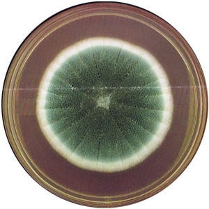 Aspergillus