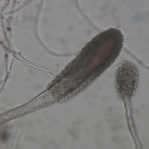 Aspergillus clavatus