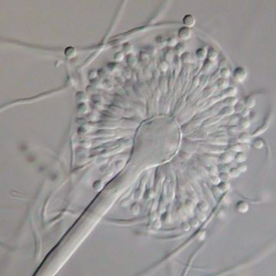 Aspergillus versicolor