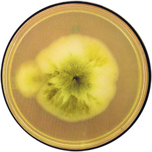 Aureobasidium