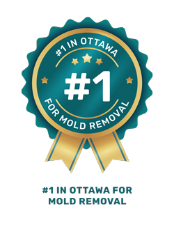 Voted #1 in Ottawa for mold removal