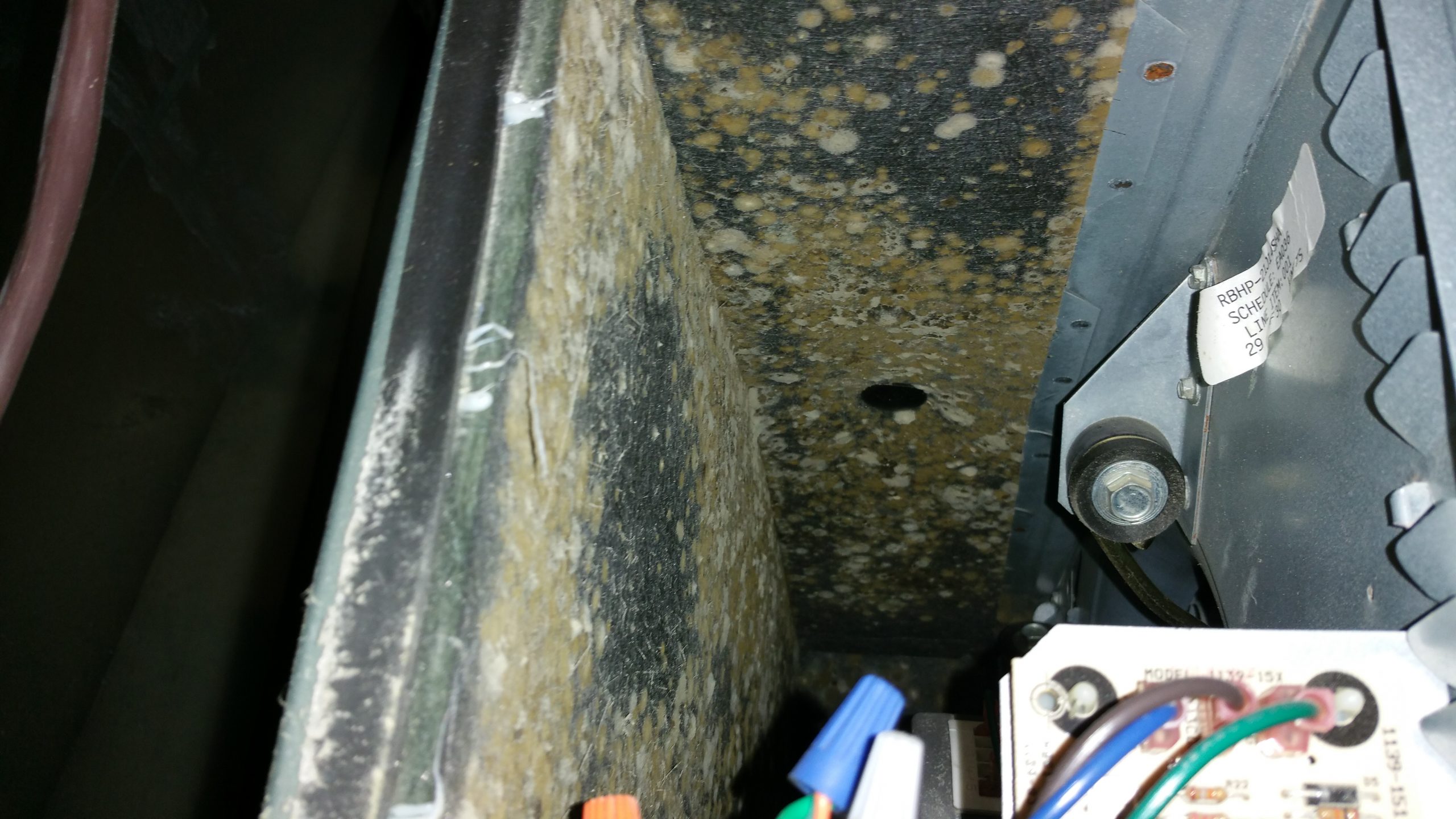 Case Study Mold in the Furnace A Hidden Health Risk Mold Busters