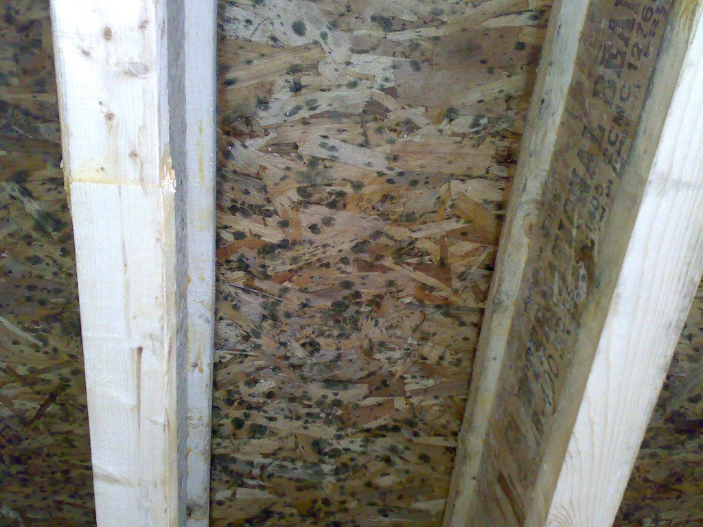 Black Mold on Wood Wall - Mold Busters Ottawa
