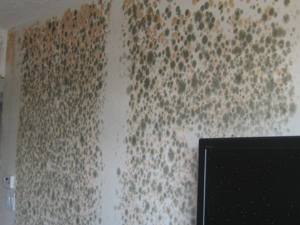 Signes de moisissure - Décoloration des murs et taches noires