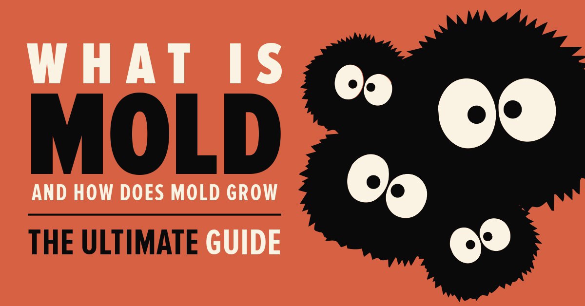 What is Mold and What Does Mold Look Like? Mold Busters
