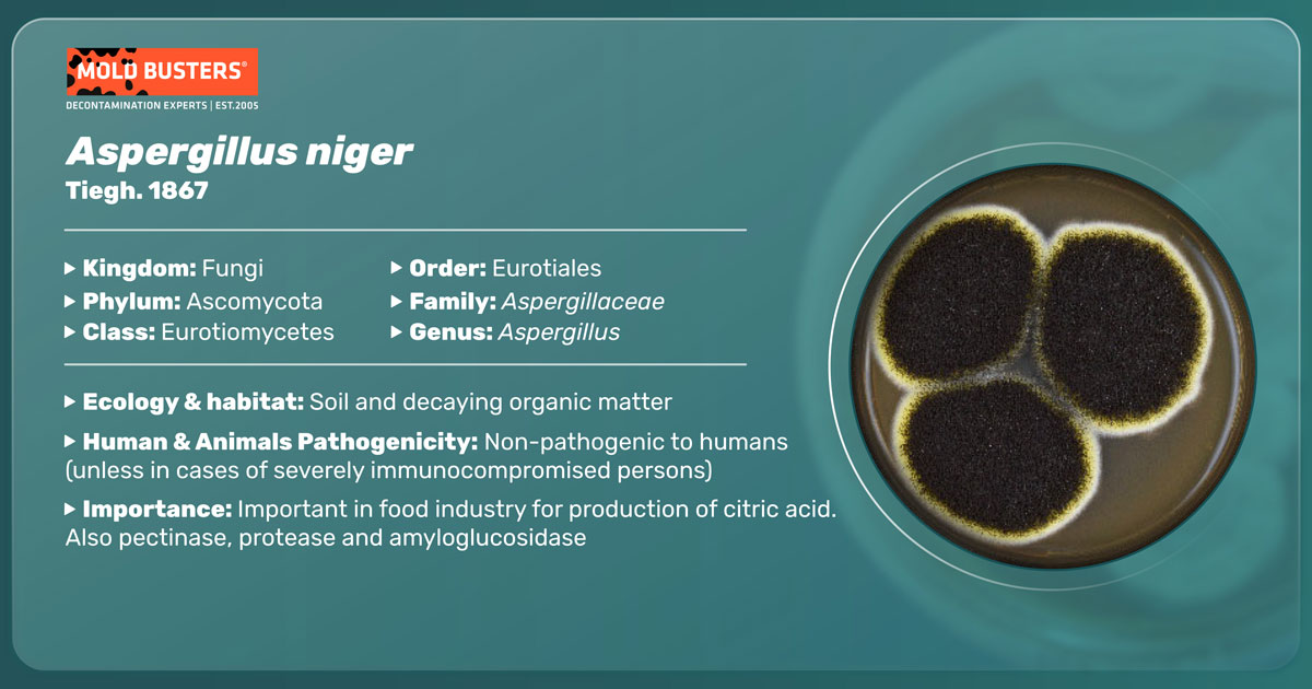 Aspergillus niger Aspergillus niger
