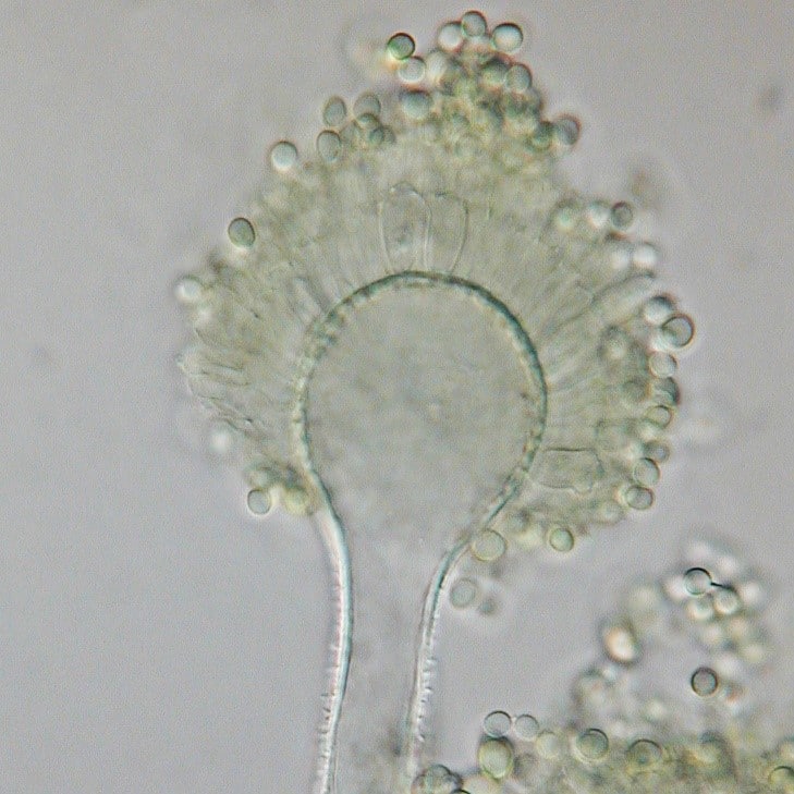 A flavus conidiophore