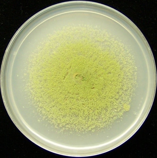 Aspergillus flavus culture