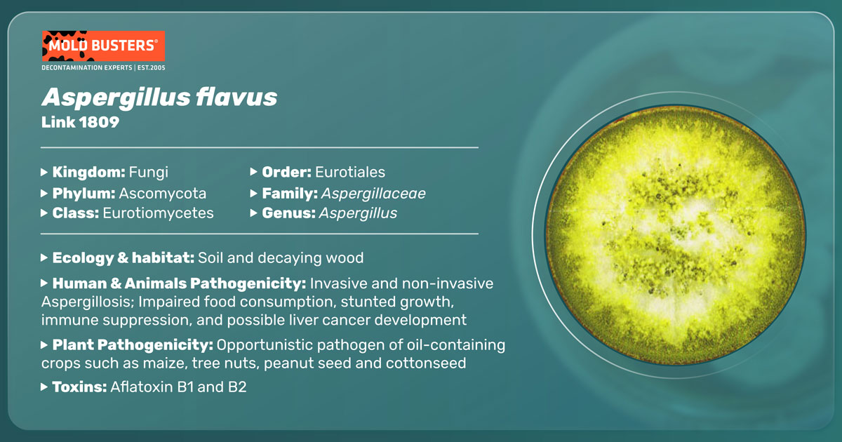 Aspergillus flavus Aspergillus flavus