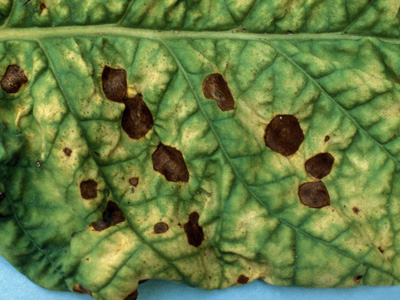 Alternaria alternata on leaf