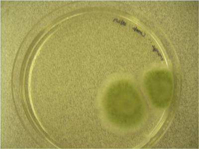 Penicillium expansum