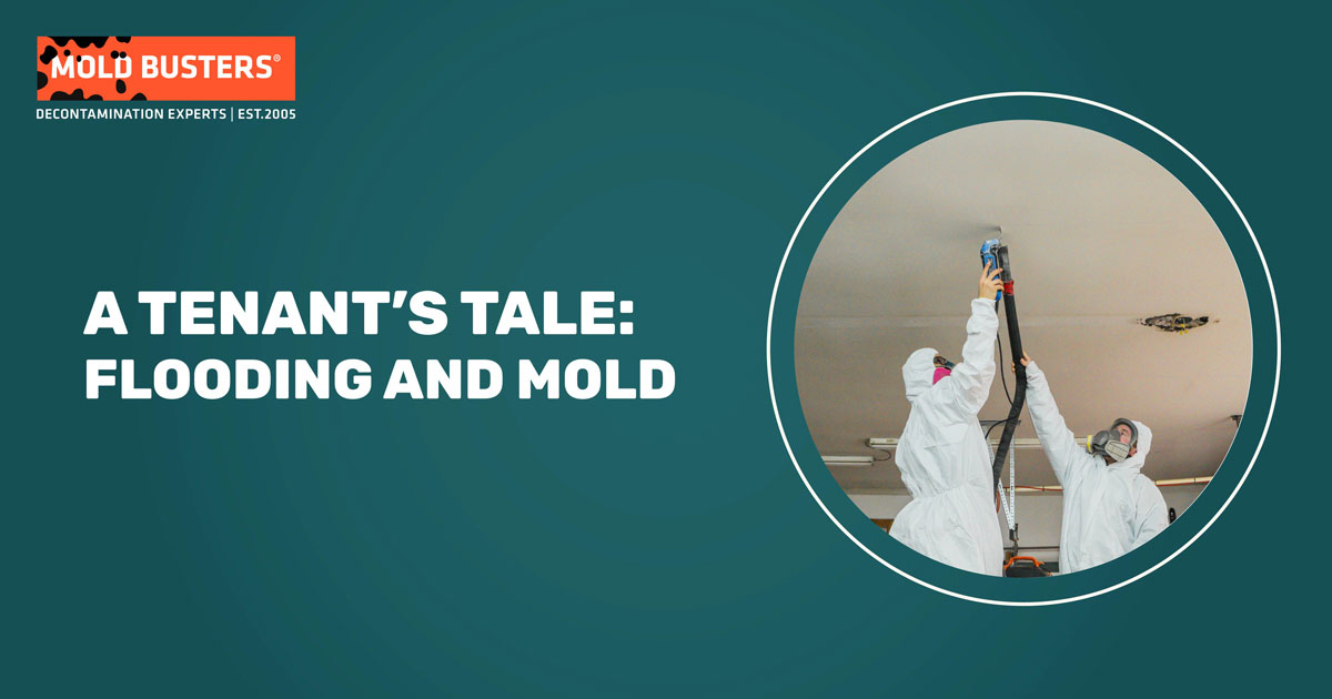 A Tenant’s Tale: Flooding and Mold