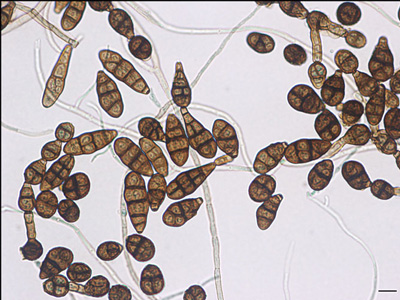 alternaria alternata