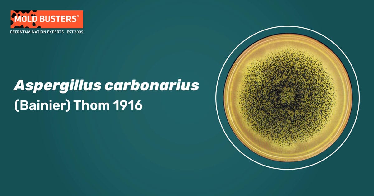 Aspergillus carbonarius Aspergillus carbonarius