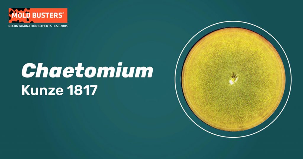 Chaetomium Species, Allergy & Proper Treatment Mold Busters