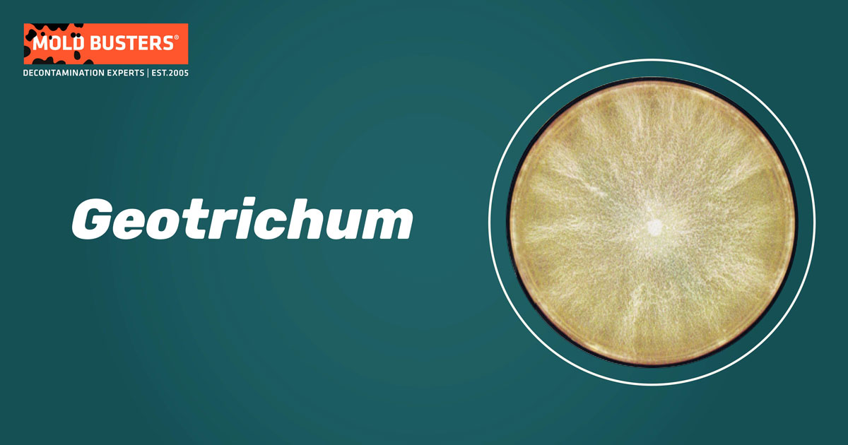 Geotrichum Geotrichum