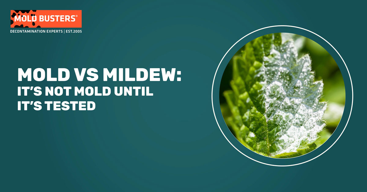 Mold vs Mildew: It’s Not Mold Until It’s Tested
